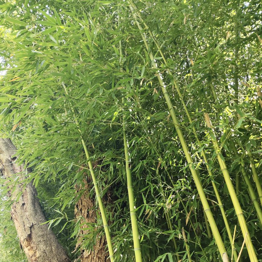 威尔浪出品意尔诗丹男装