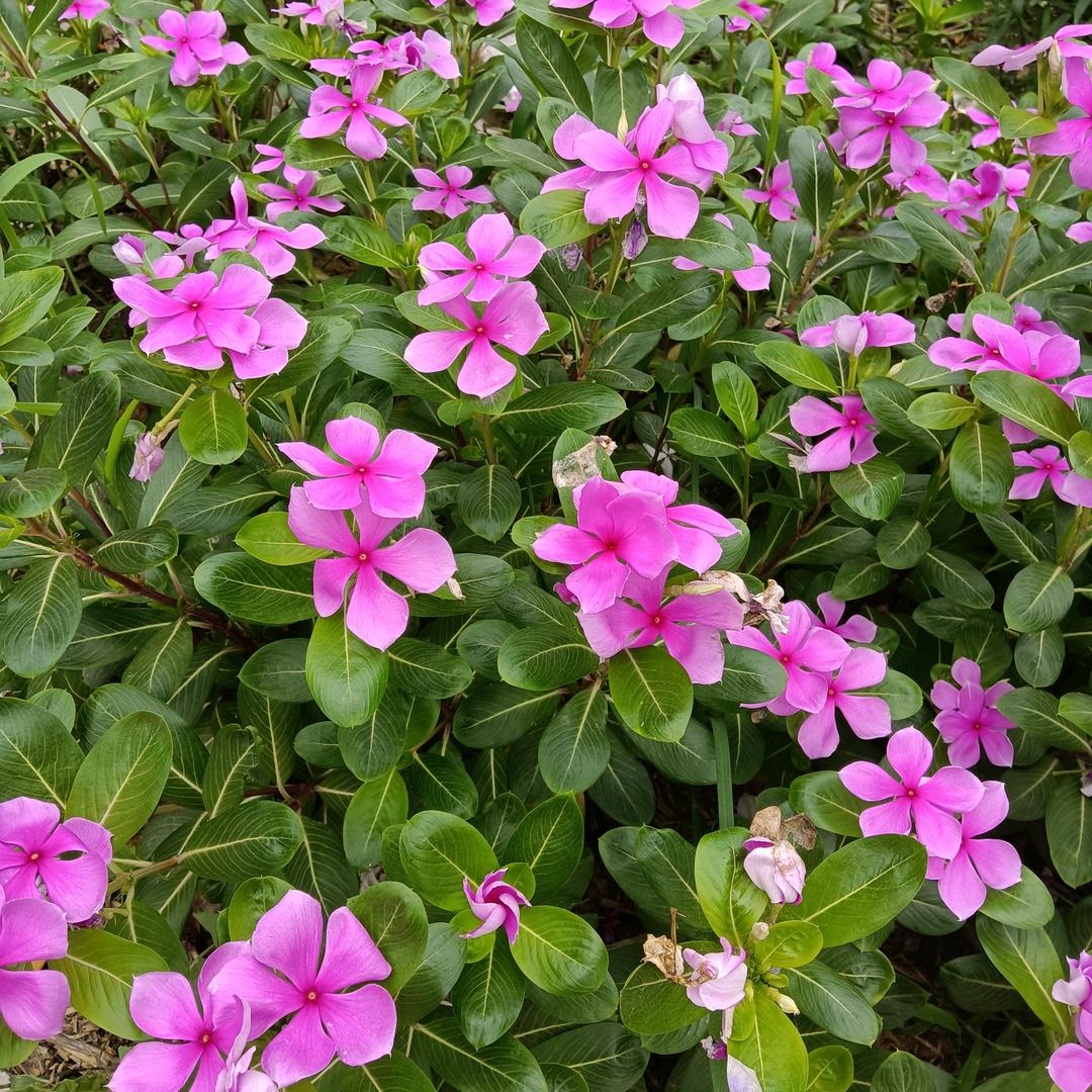 🍒依然漂亮🍓