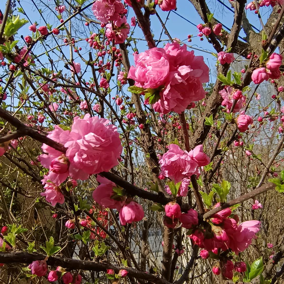 上进罗兰