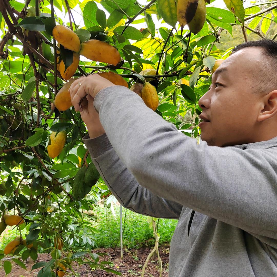 大叔九月黄采摘