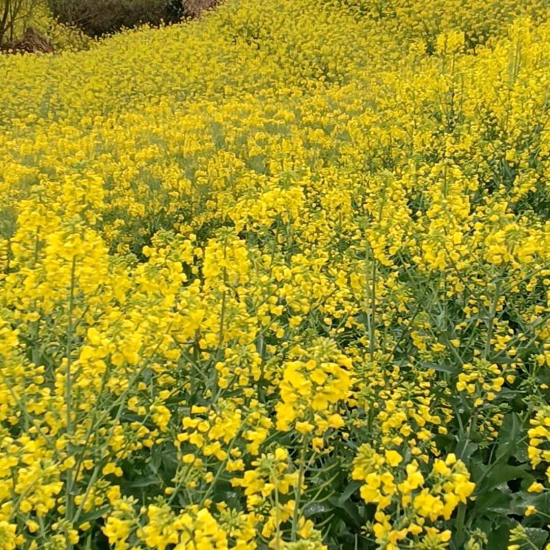 阳☀️☀️☀️199l🌞