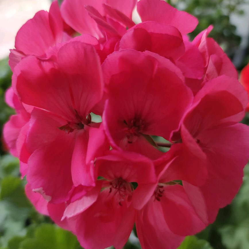 🥀᪲珍惜花园🌸