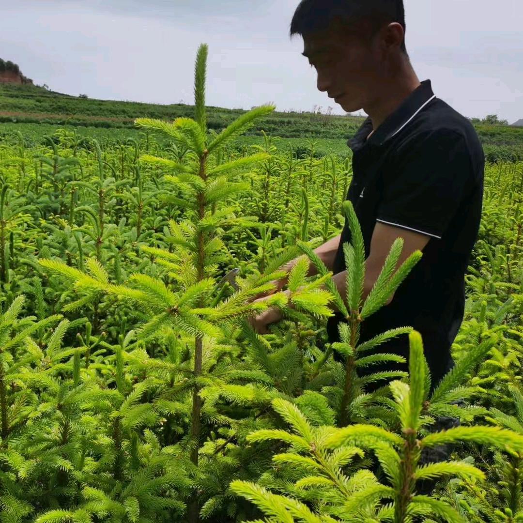 宇飞油橄榄种植专业合作社
