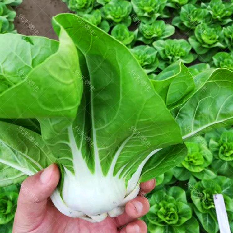 皖南绿色农产品上海销售部