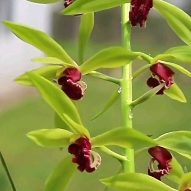 ꧁꫞兰香🍒心语꫞꧂