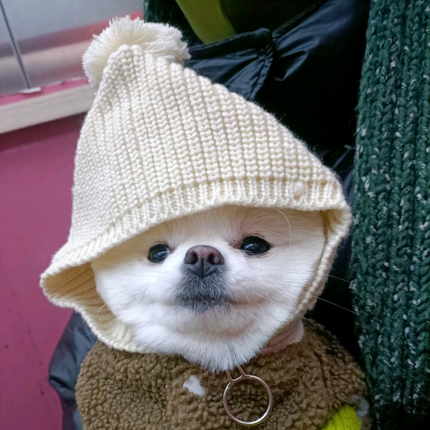 苗条本条
