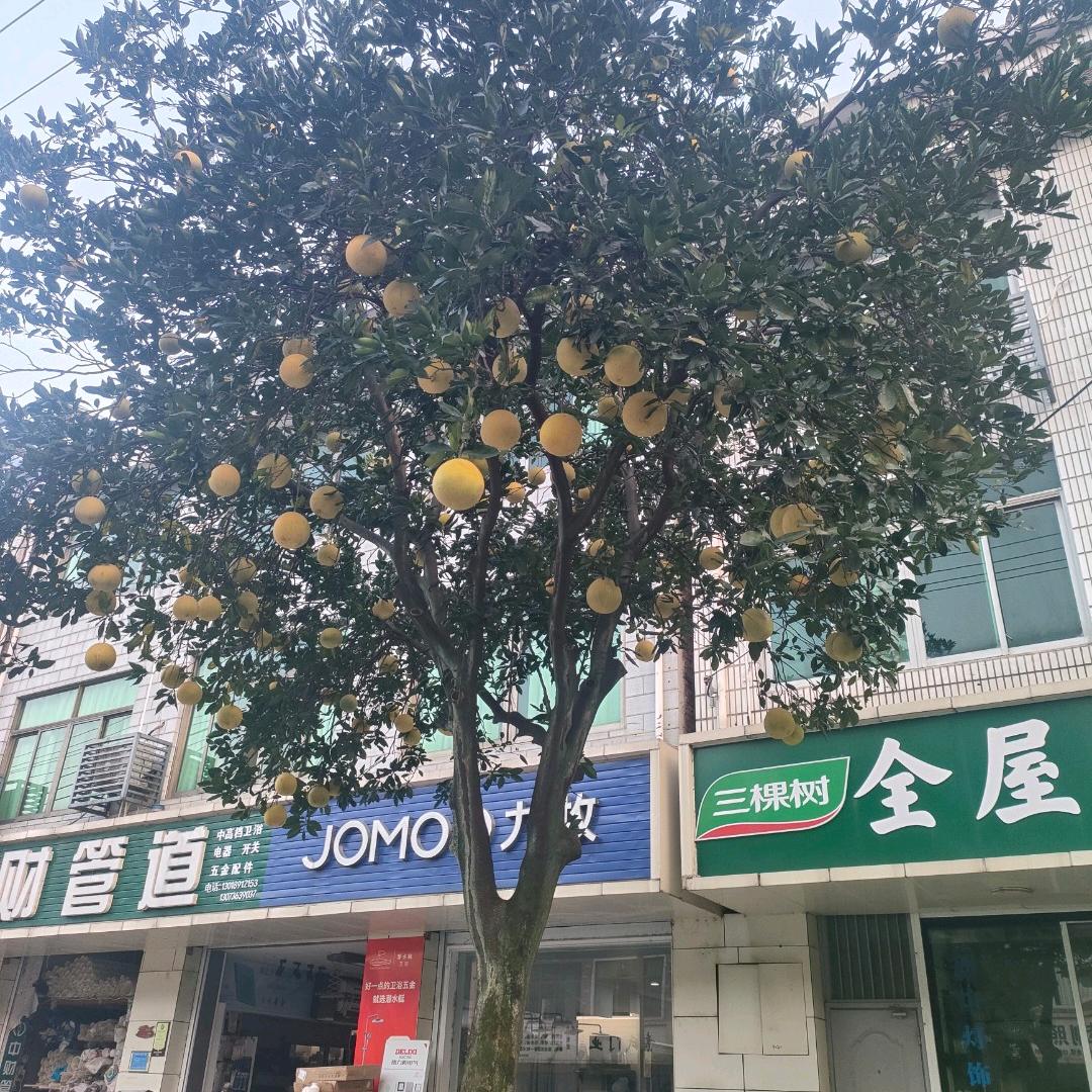 刘文鑫