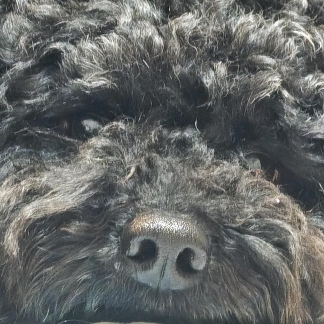 旺旺是只黑泰迪