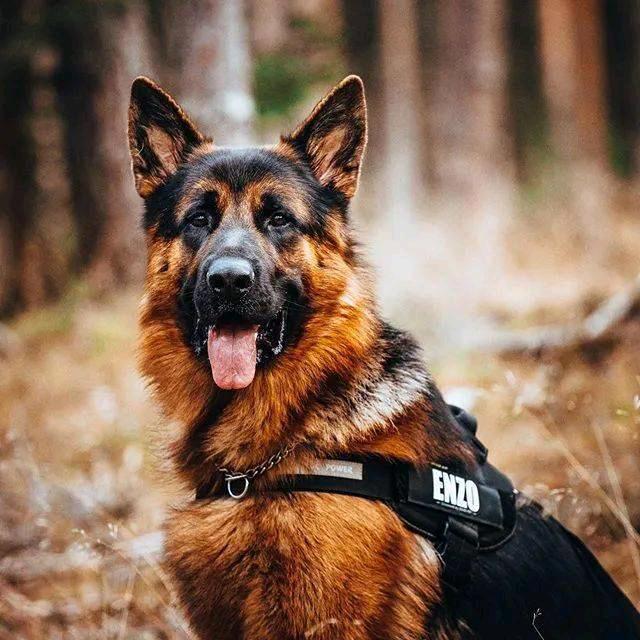 警犬汪汪日记
