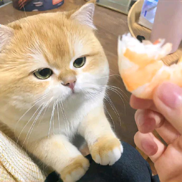 张yiiiiii豪