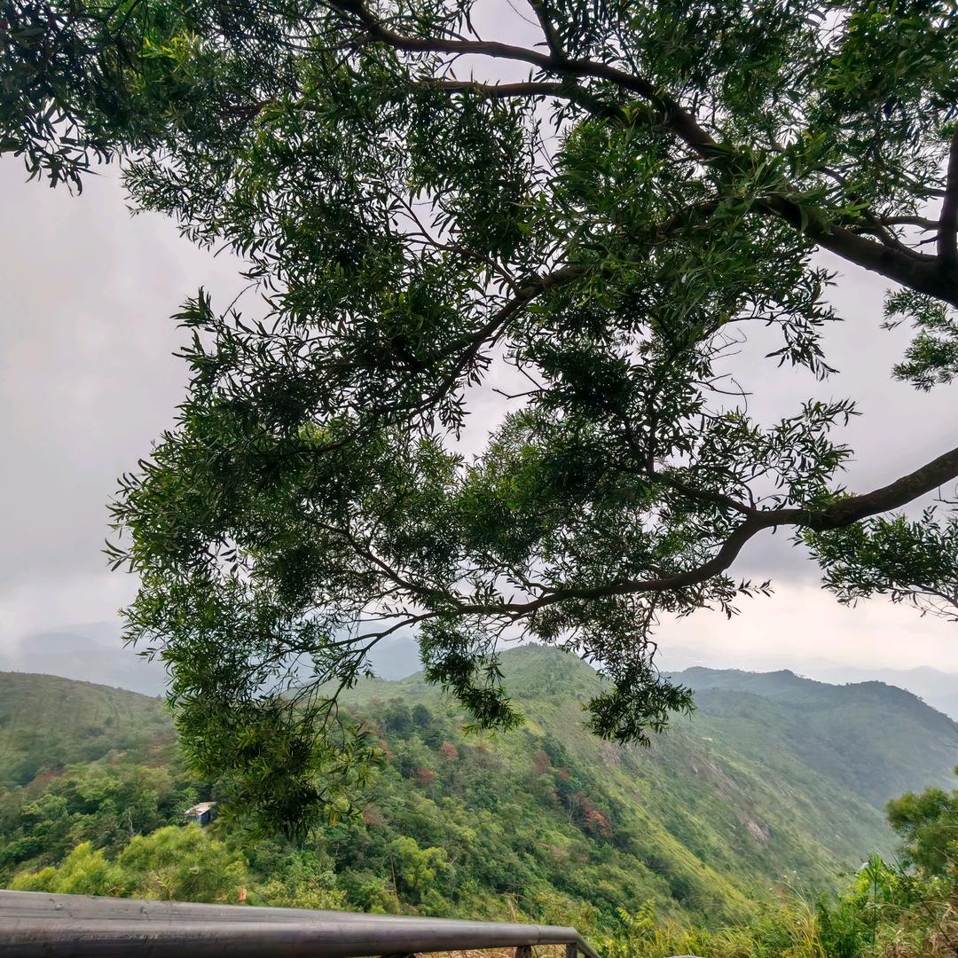 大树