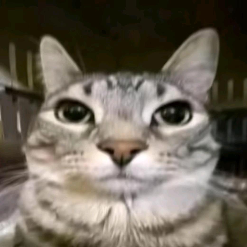 傻猫