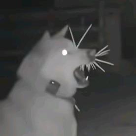 小金子