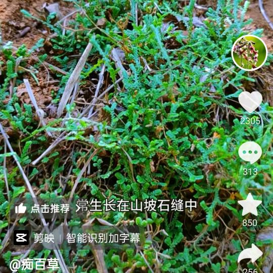 🌴薛🌷千🌵还🍁魂🌾草