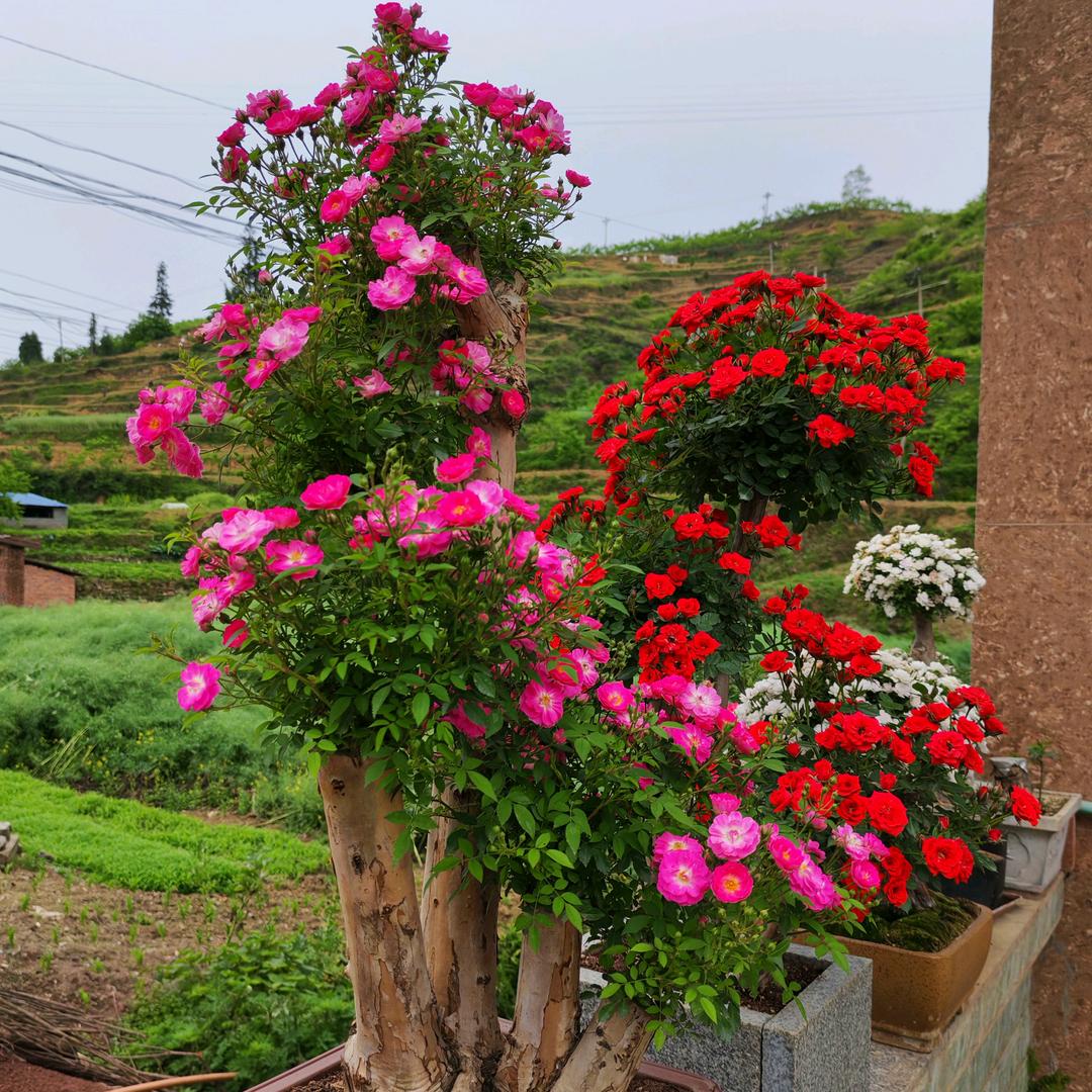 花·时间月月红