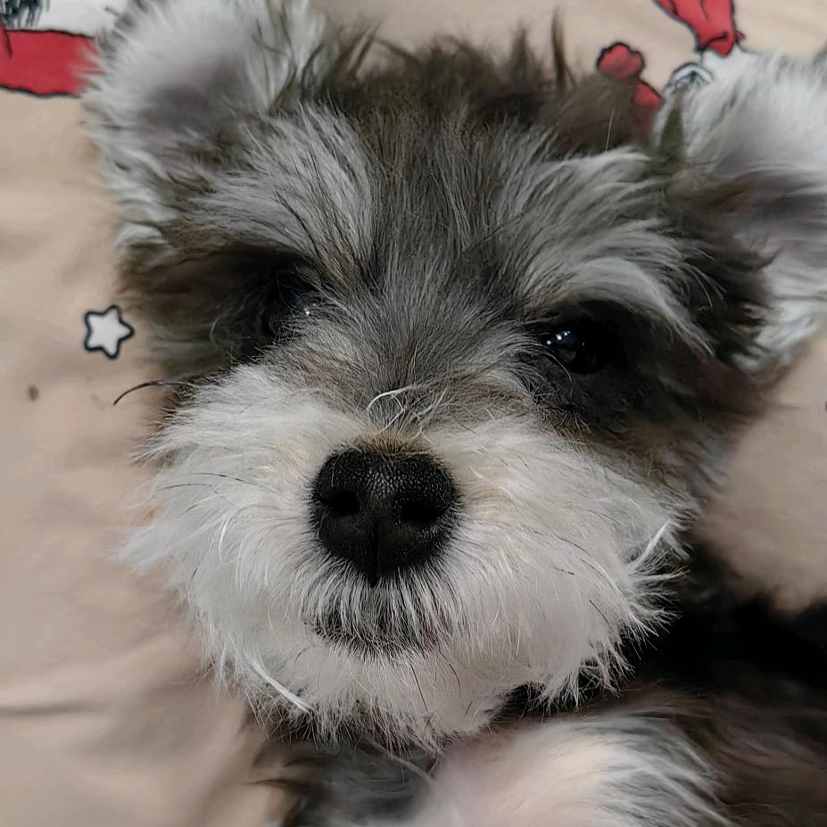 富贵儿是只雪纳瑞