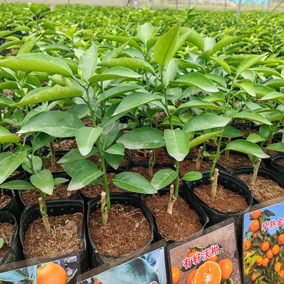 苗榑世农业-蒋娜🍊