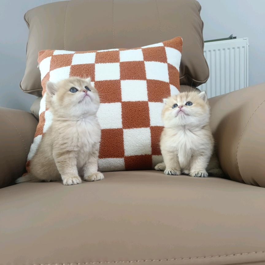 猫爸爸
