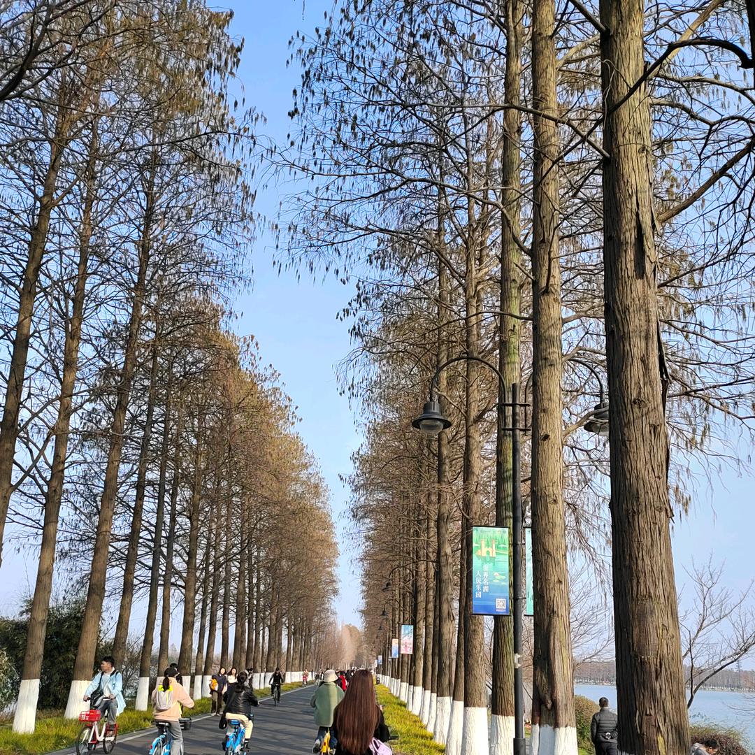 懒阿婆鸡公煲
