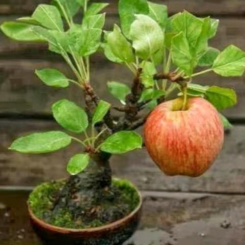 本团队专业香菇拌料