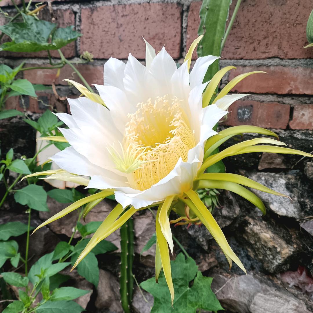 顺心如意