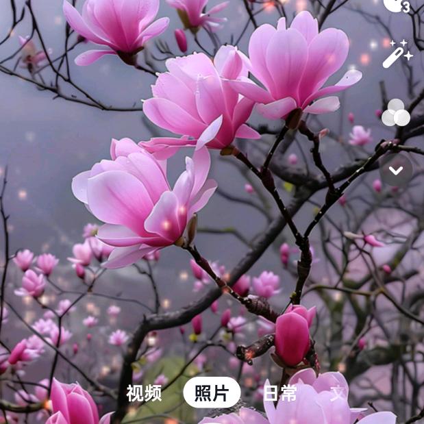 菊花茶