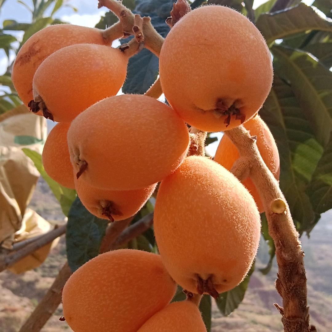 《云裕农》顺奎枇杷园