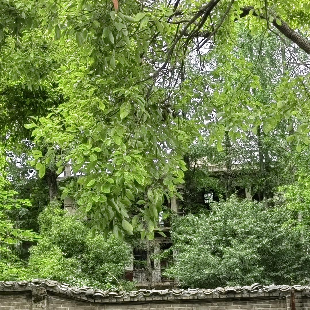 旺哥