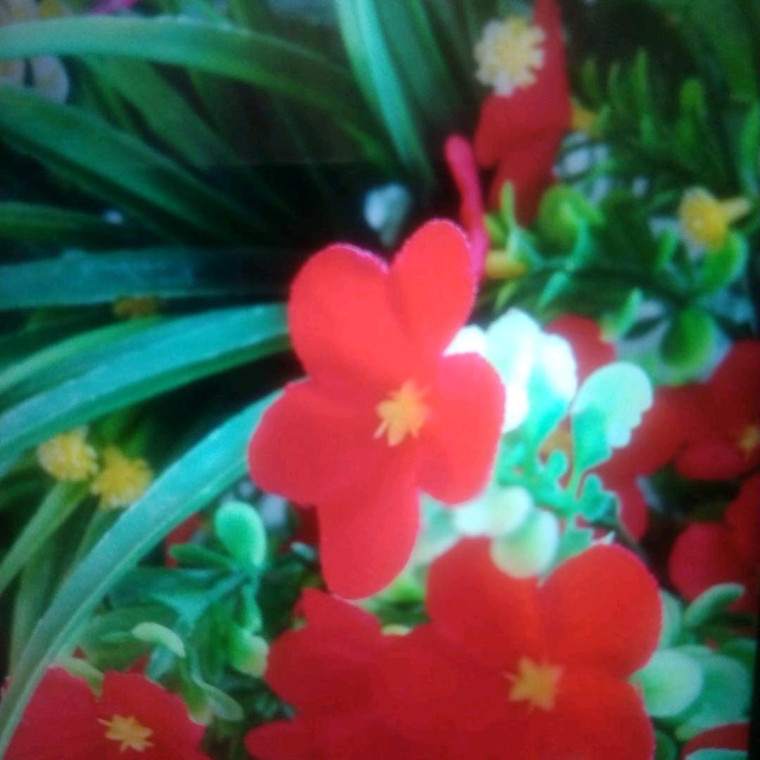 小🌺🎄凤凰🌸🌻