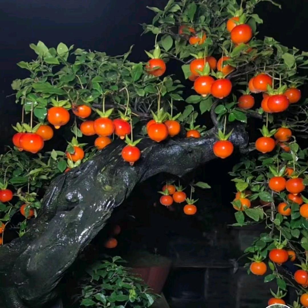 小马（阳台养兰）