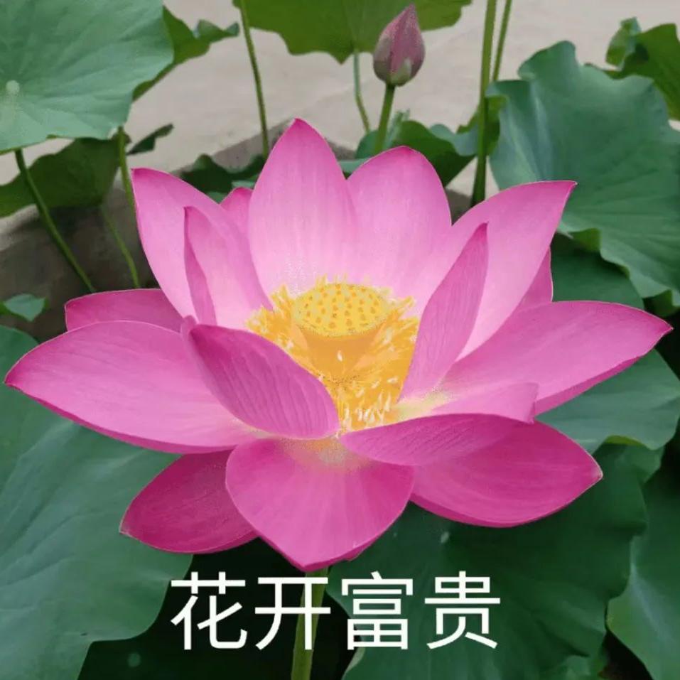 热爱生活的老徐