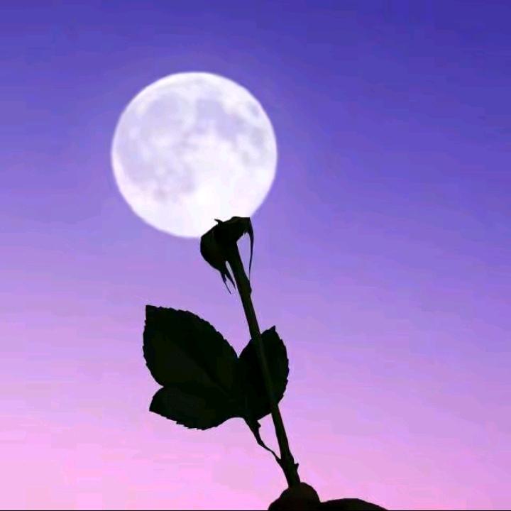 蜂蜜柚子葡萄酒