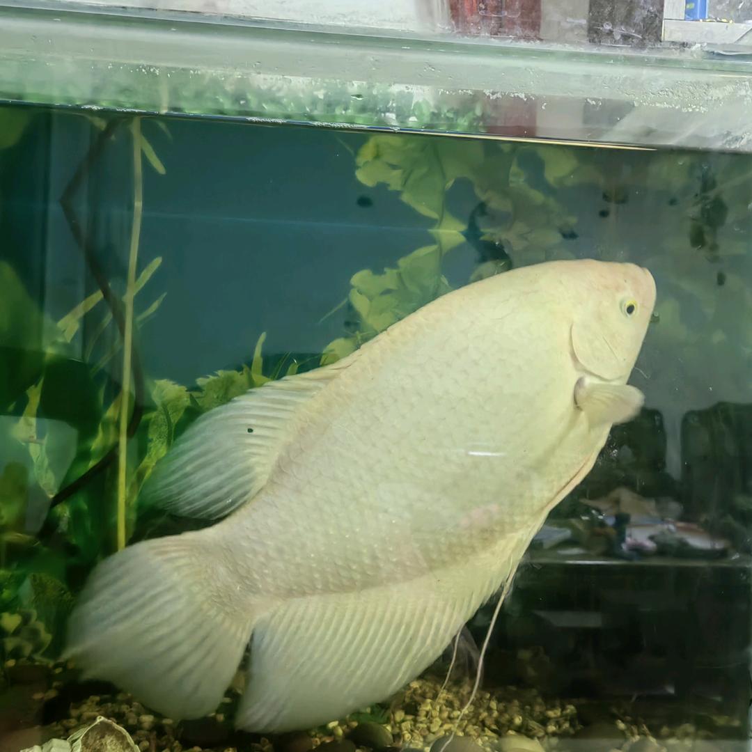 蓝姐调理馆官方号