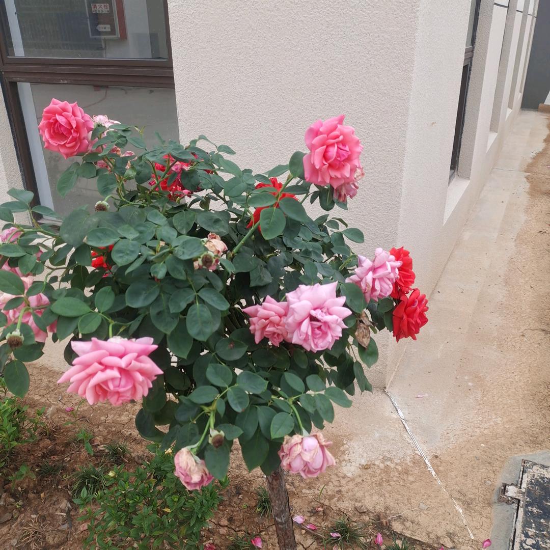 金色的彼岸