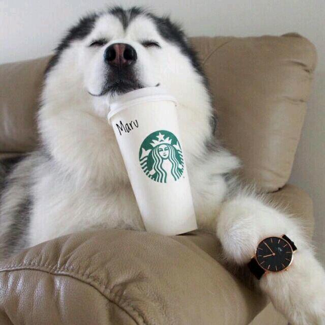 郑天浩（健身版）