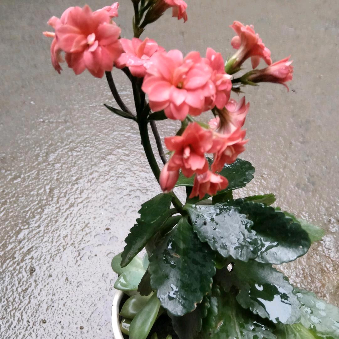 楊