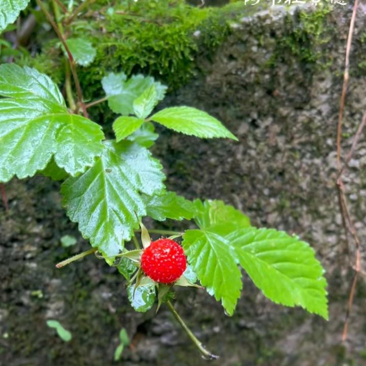 用户2843247071835青叶沉浮