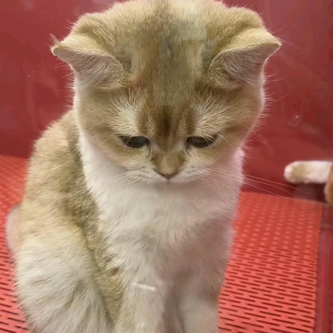 珒