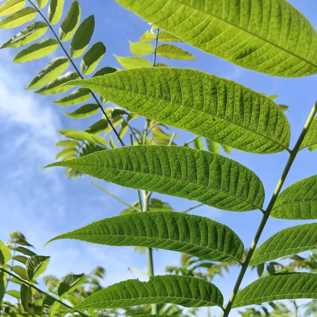 云南特色种植（蔬菜、中药材）漫香来