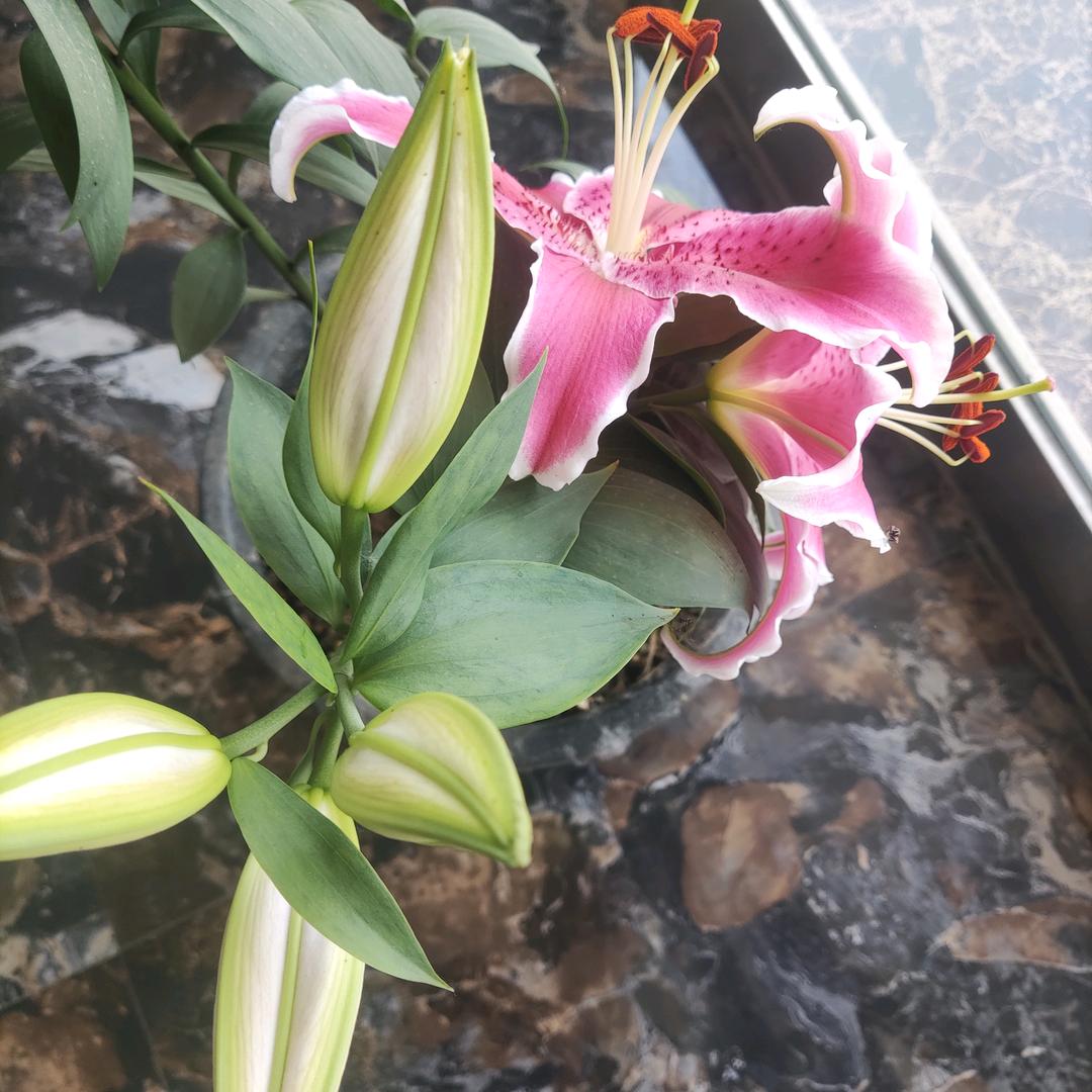 方姐说上门女婿