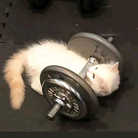 爱吃的小猪