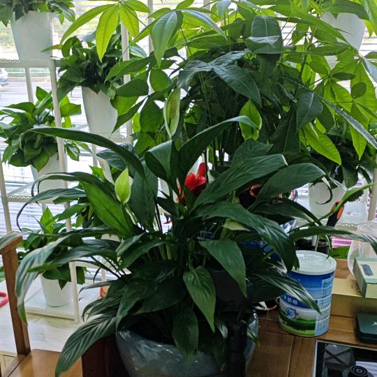 🐂🐂🐂🐂🐂🍎🍎