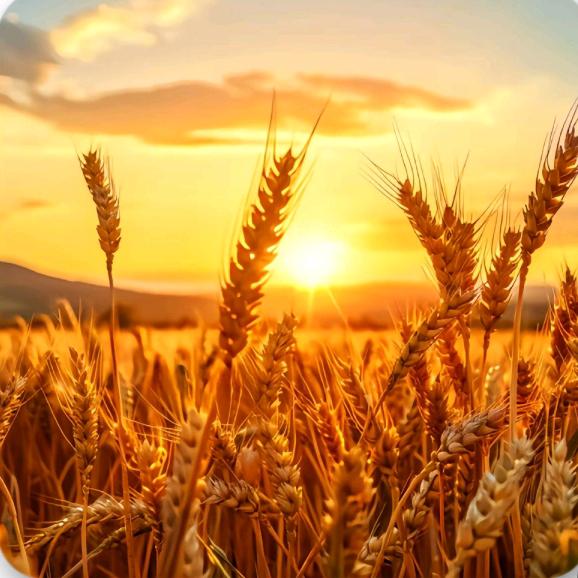 🍀 ໑ຼₒ₂5ღ᭄千祥云集🍀