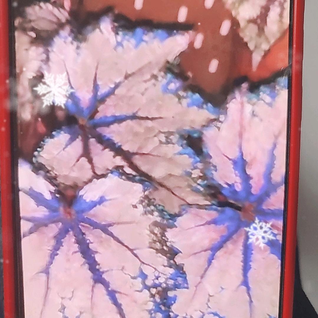 热植秋海棠花卉园艺
