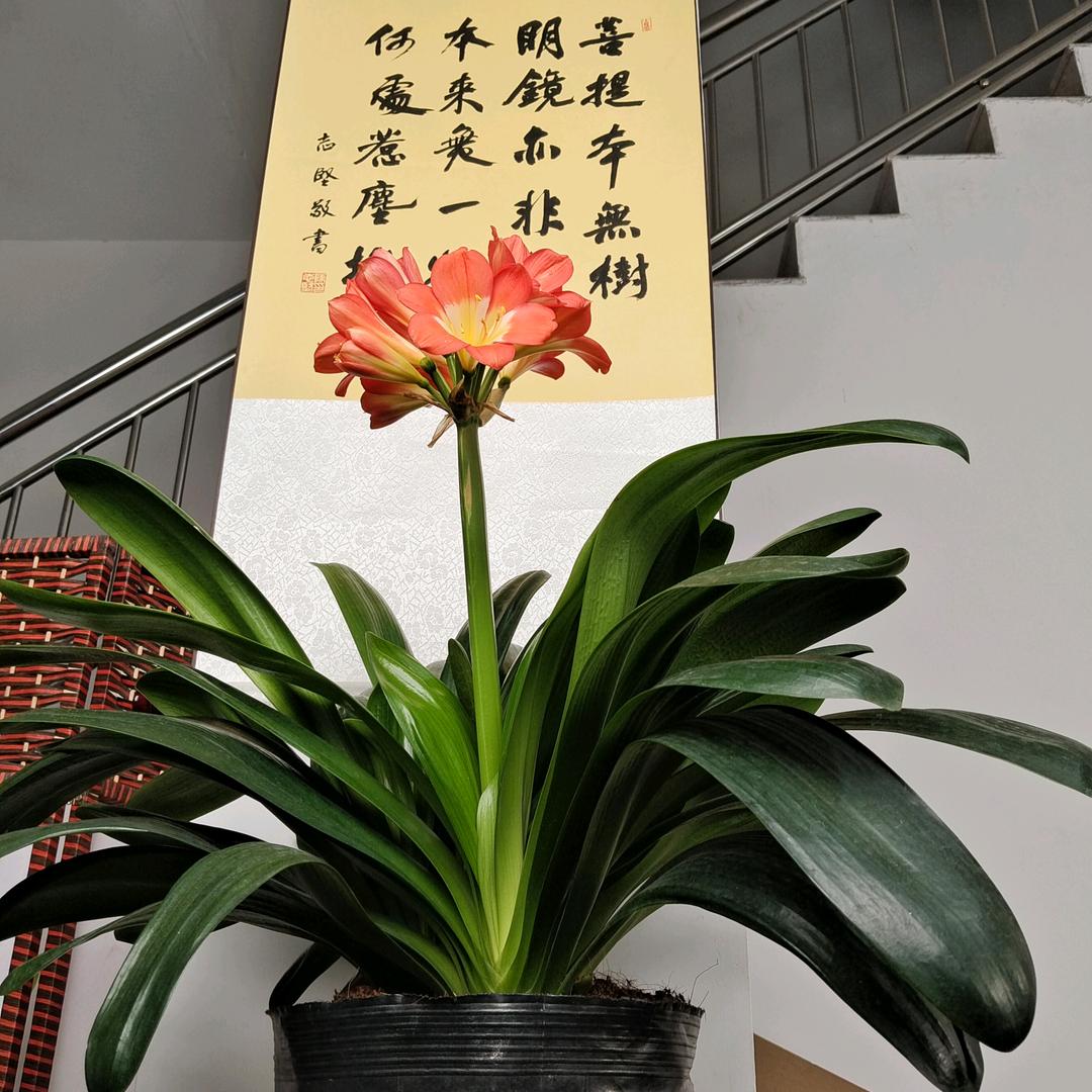 老张说君子兰