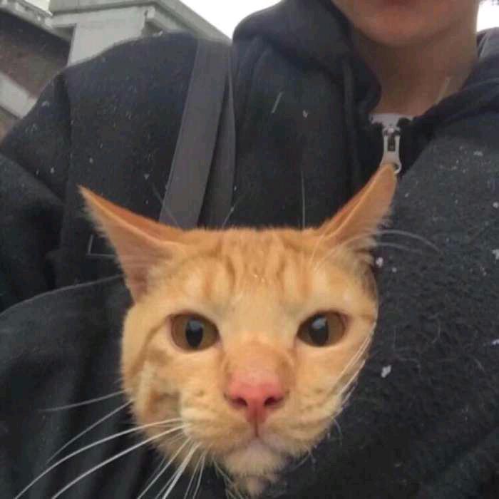 一只鱼”