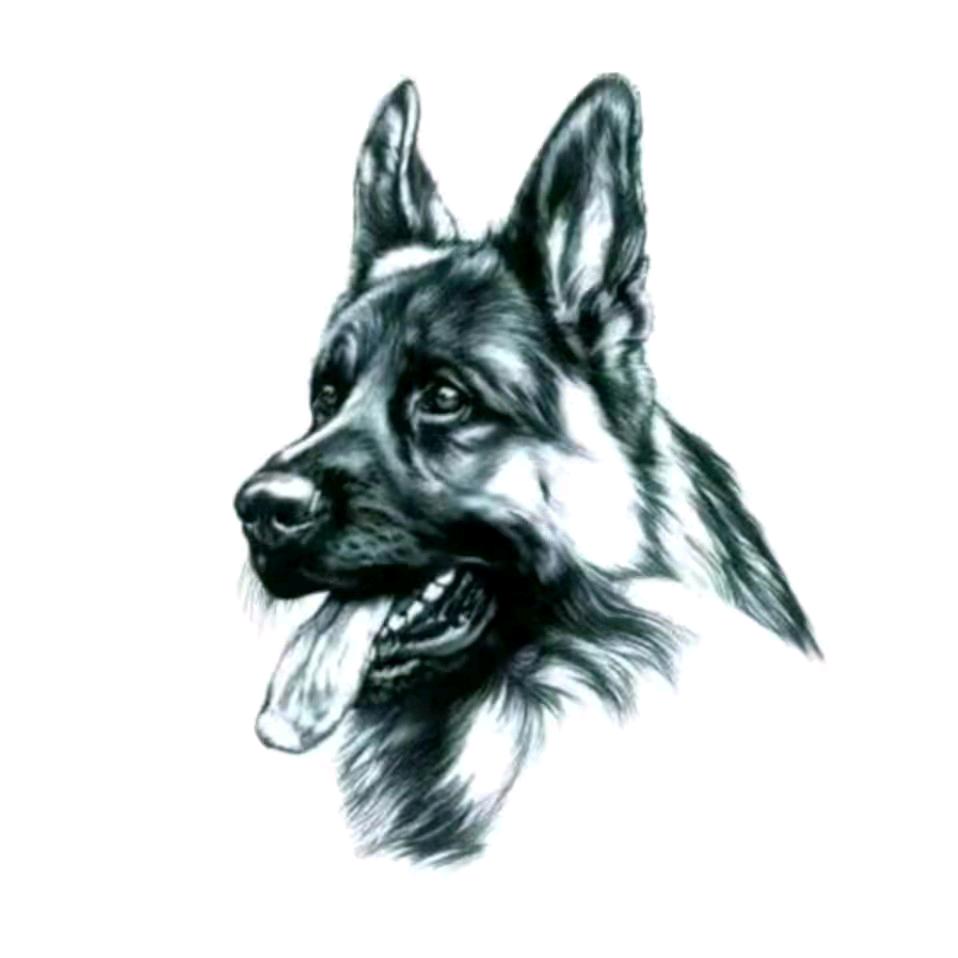 CSV谷德犬舍