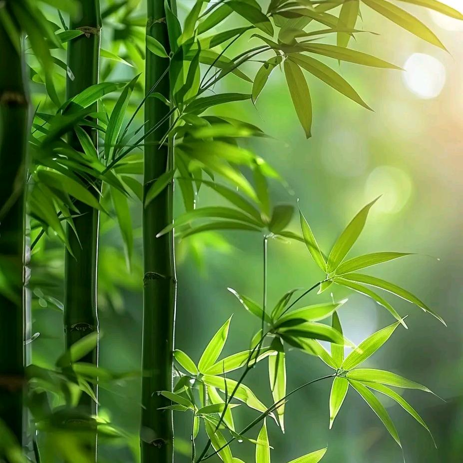 相当OK的男人