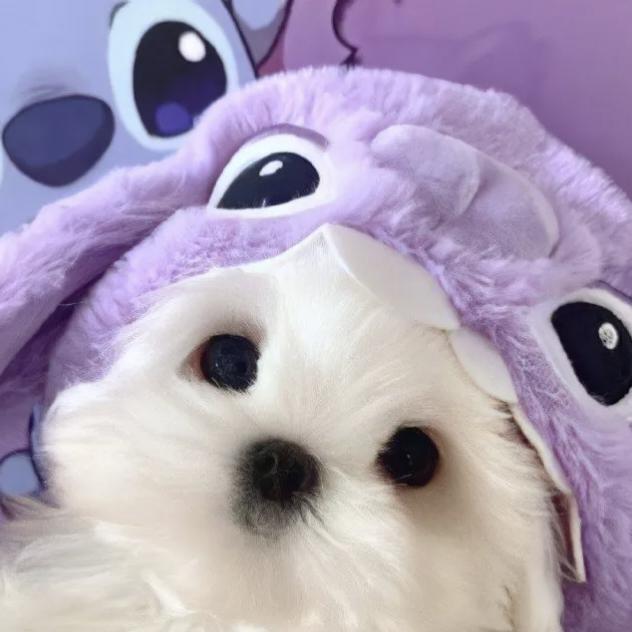 AAA果园苹果批发商