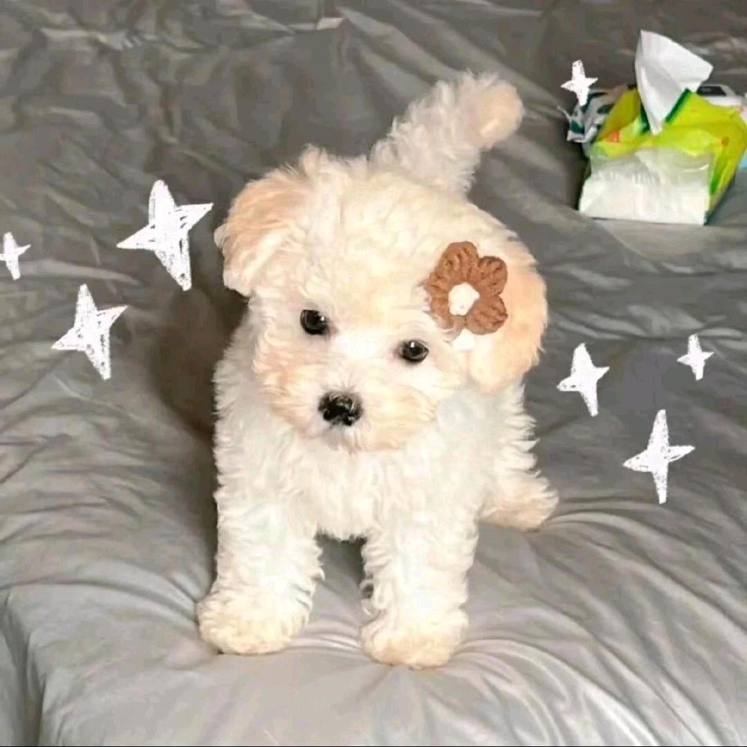 Anqi